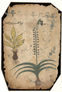 Hashisha Al-Hamama (the Herb Bugloss, Or Oxtongue)