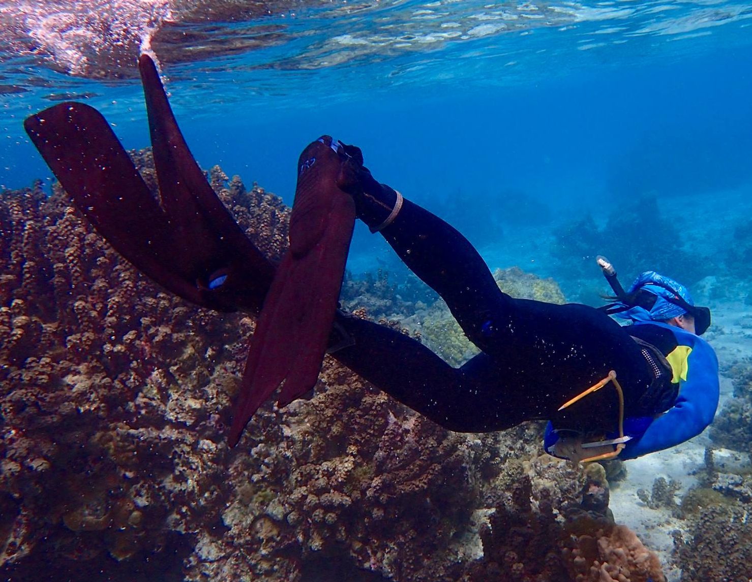 Zoë collecting <i> P. rus </i> in the back reef. Colonies are less common in the back reef than in the fringing reef, making for a more difficult day in the field.
